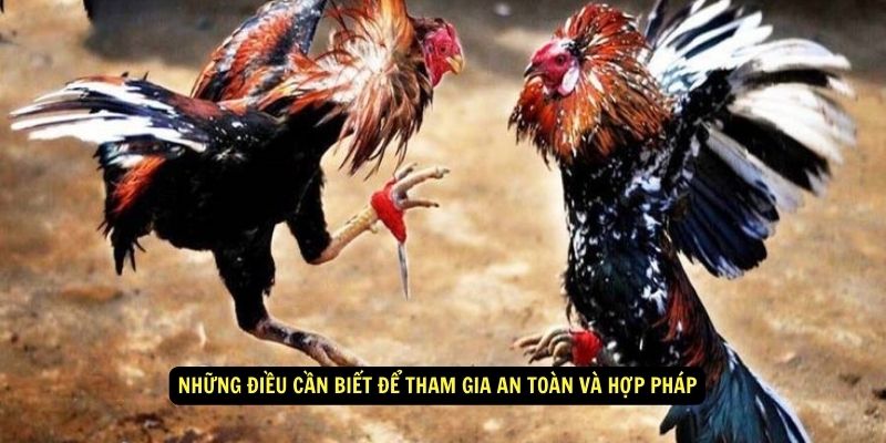 Đá Gà Cựa Dao - Cách Tham Gia, Chiến Thuật Và Luật Chơi 7 Những điều cần biết để tham gia an toàn và hợp pháp