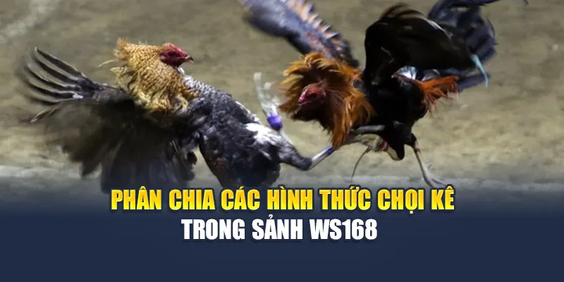 Sảnh Đá Gà WS168 Tại 78WIN – Cuộc Đấu Đỉnh Cao Mở Màn 6 Phân chia các hình thức chọi kê trong sảnh WS168