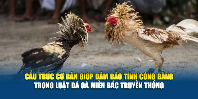 Luật Đá Gà Miền Bắc - Cập Nhật Chi Tiết Cho Người Chơi 5 Cấu trúc cơ bản giúp đảm bảo tính công bằng trong luật đá gà miền Bắc truyền thống