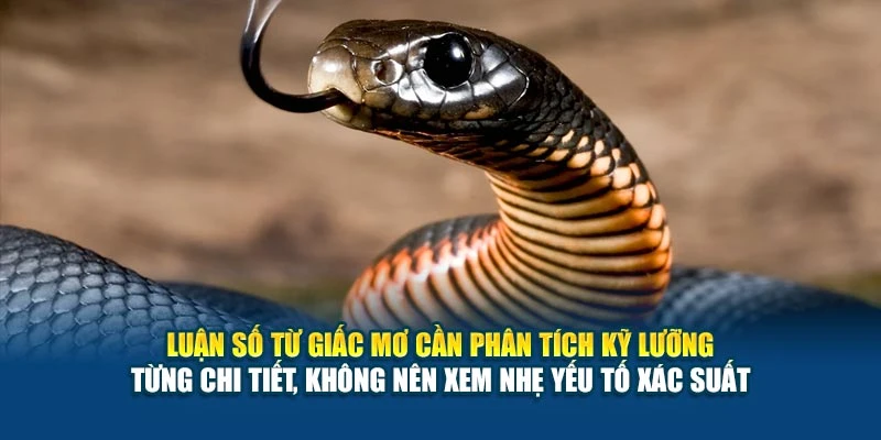 Mơ Thấy Rắn Đánh Con Gì? - Những Giải Mã Chuẩn Xác Lô Đề 5 Luận số từ giấc mơ cần phân tích kỹ lưỡng từng chi tiết, không nên xem nhẹ yếu tố xác suất