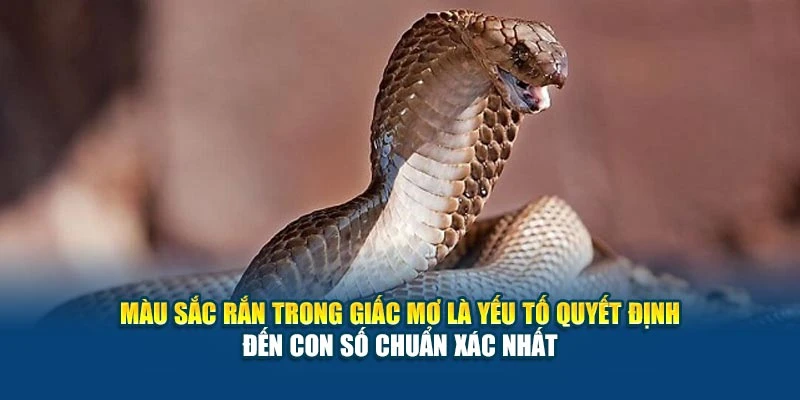 Mơ Thấy Rắn Đánh Con Gì? - Những Giải Mã Chuẩn Xác Lô Đề 4 Màu sắc rắn trong giấc mơ là yếu tố quyết định đến con số chuẩn xác nhất