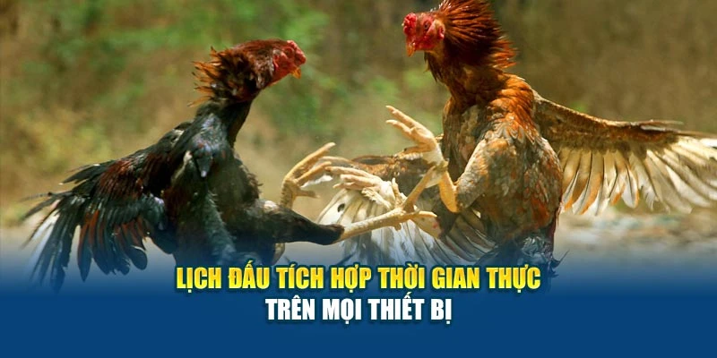 Lịch Đá Gà Hôm Nay - Cập Nhật Giờ Đá, Trận Hot Nhất 7 Lịch đấu tích hợp thời gian thực trên mọi thiết bị